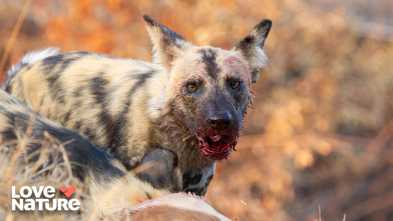 Kakumbi Pack vs Stalking Leopard | Wild Dogs S2: Pack vs Pride 205
