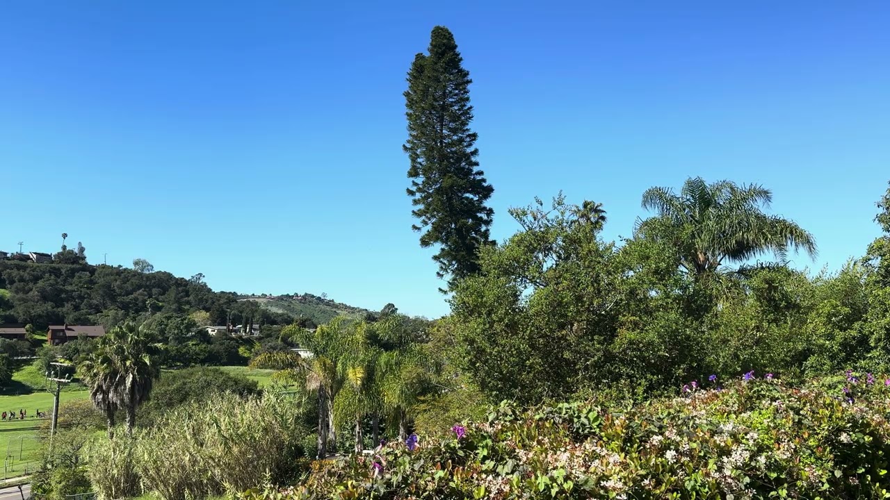 A Backyard Somewhere Blue Skies