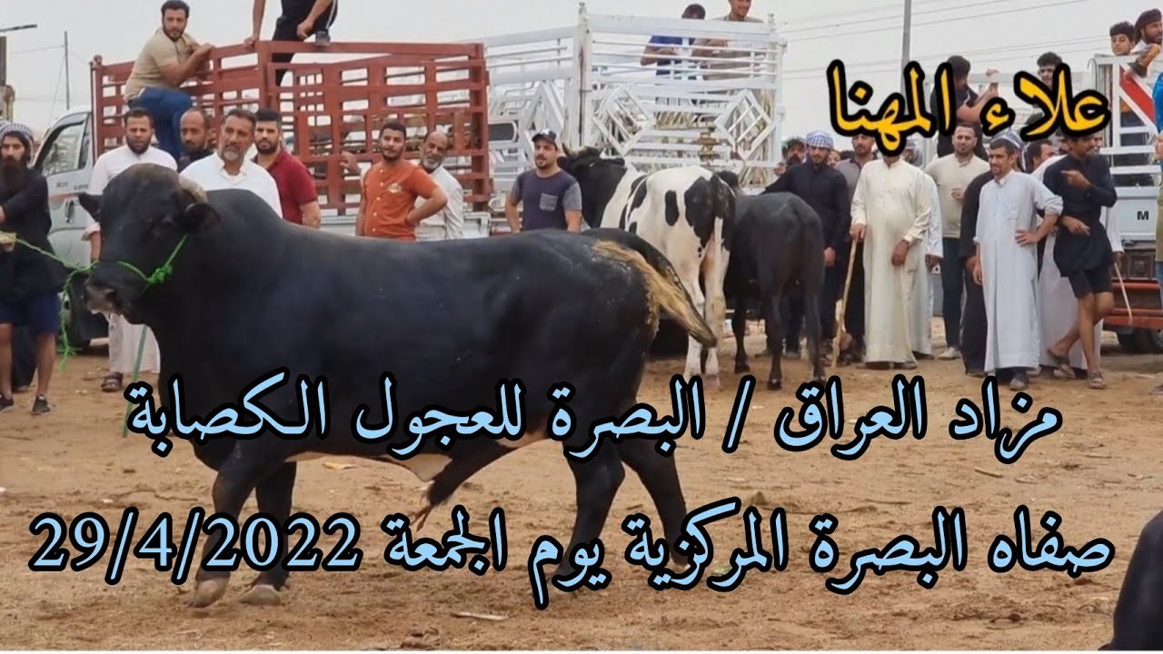 مزاد العجول الكصابة في العراق / البصرة صفاه البصرة المركزية يوم الجمعة بتاريخ 29/4/2022