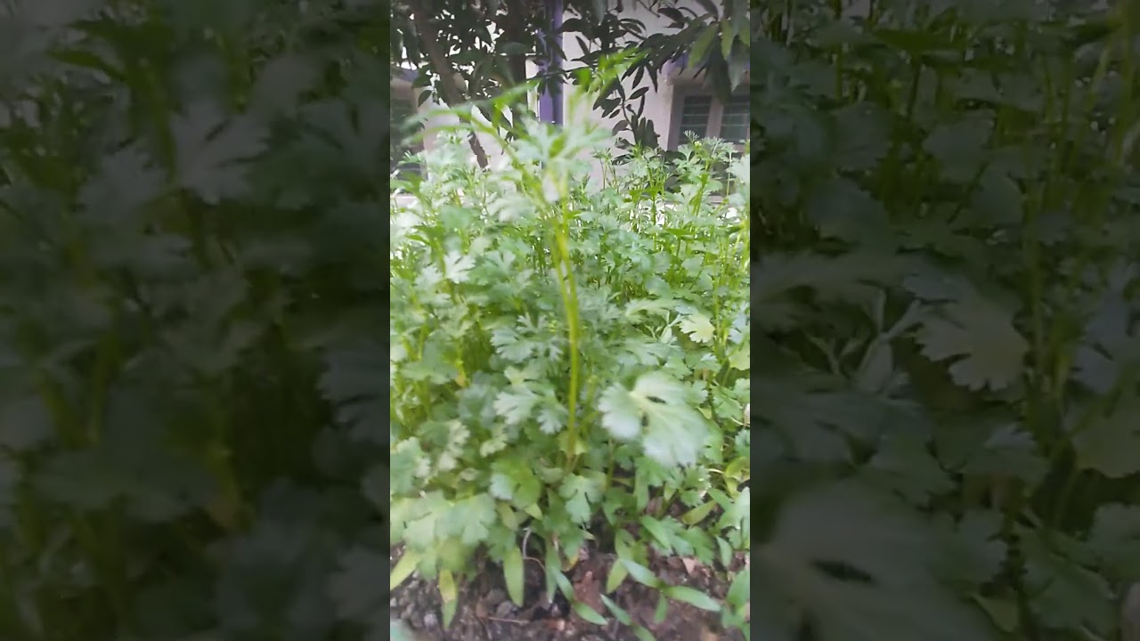 1st successful attempt of growing dhaniya 
