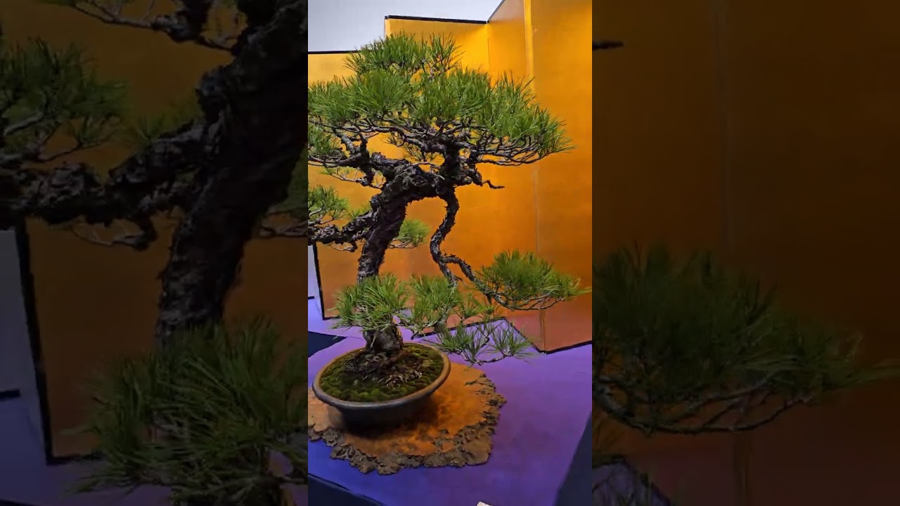 Amazing! The 100th Kokufu Bonsai Exibition, Part-1 #japan #art #bonsai #nature #tree