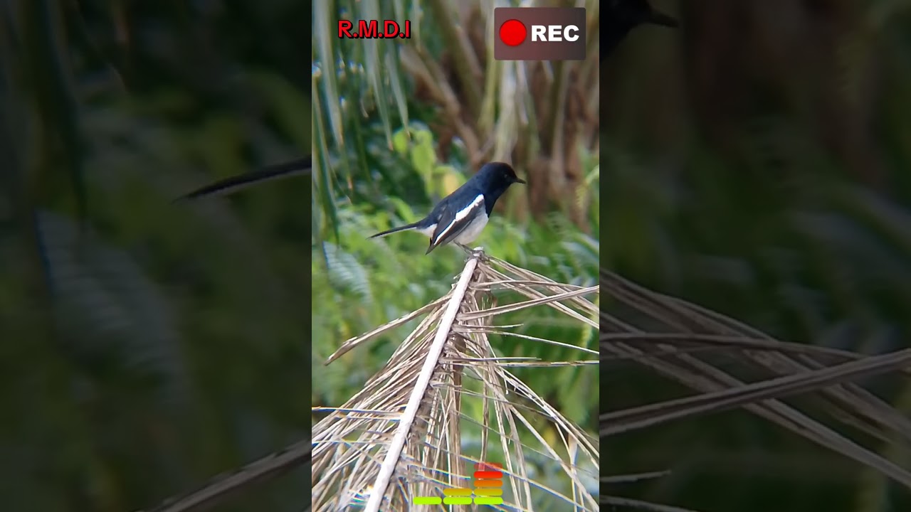 Sebut saja burung Kacer petir bawaan dari alam gacor gak ketulungan 🔥🔥⚡#kacer