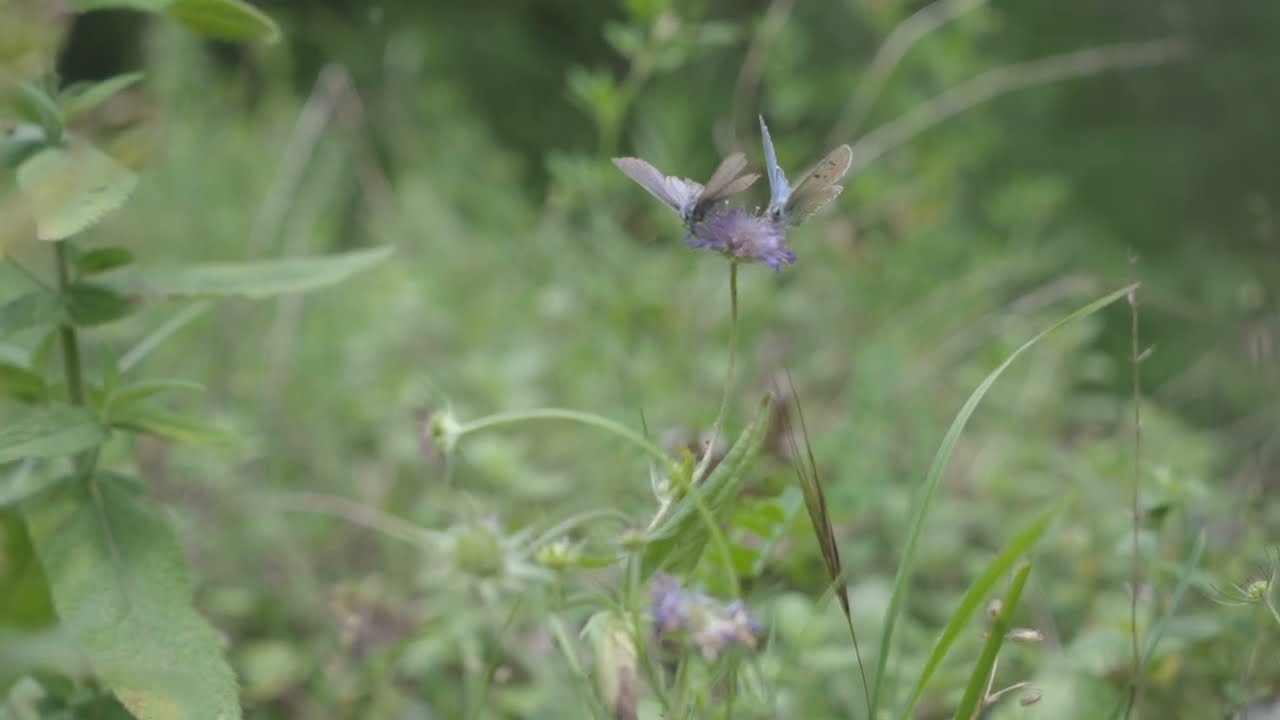 Vlinder