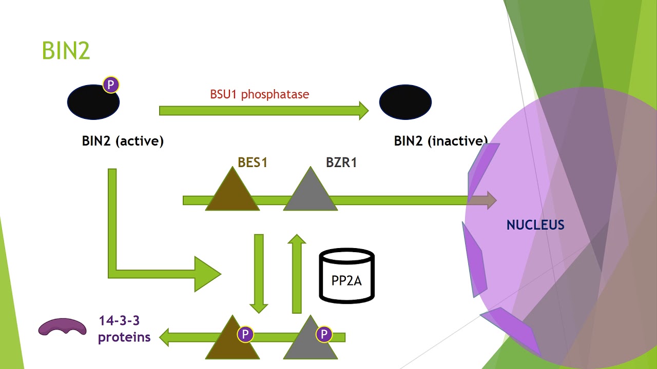 Brassinosteroid Biochemistry