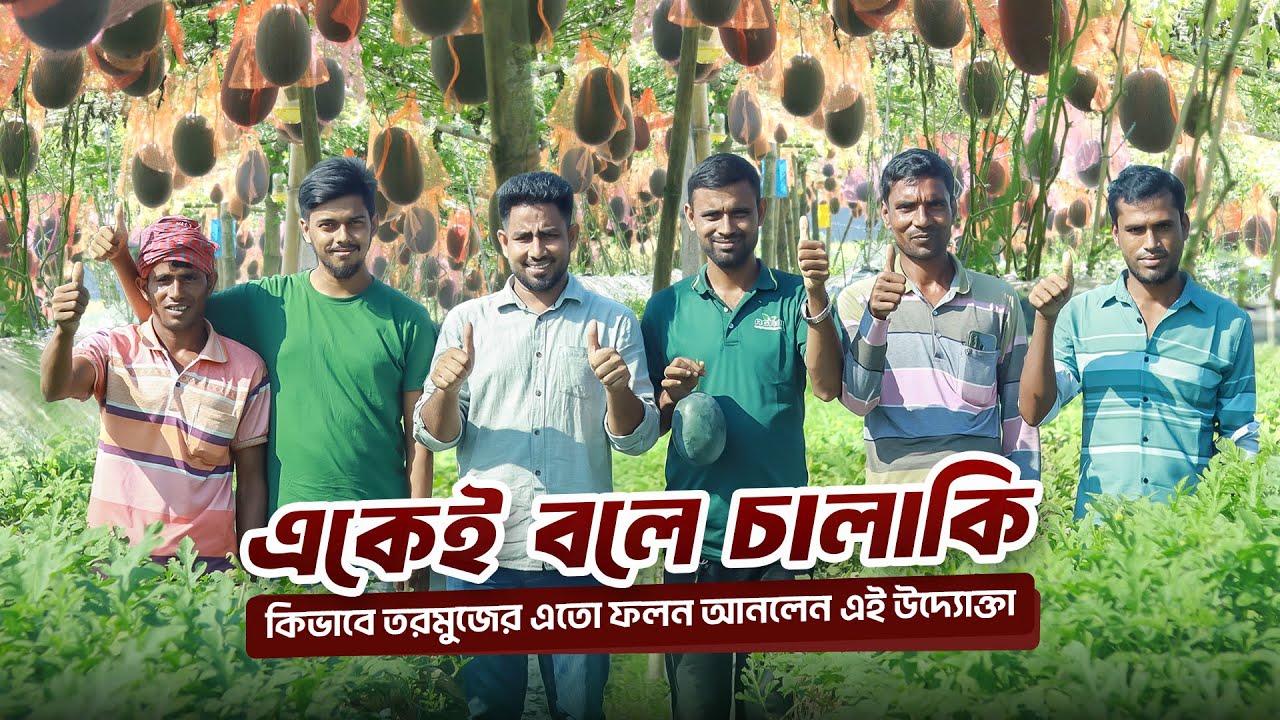 এভাবে তরমুজ চাষ করলে জীবনেও লস হবে না !