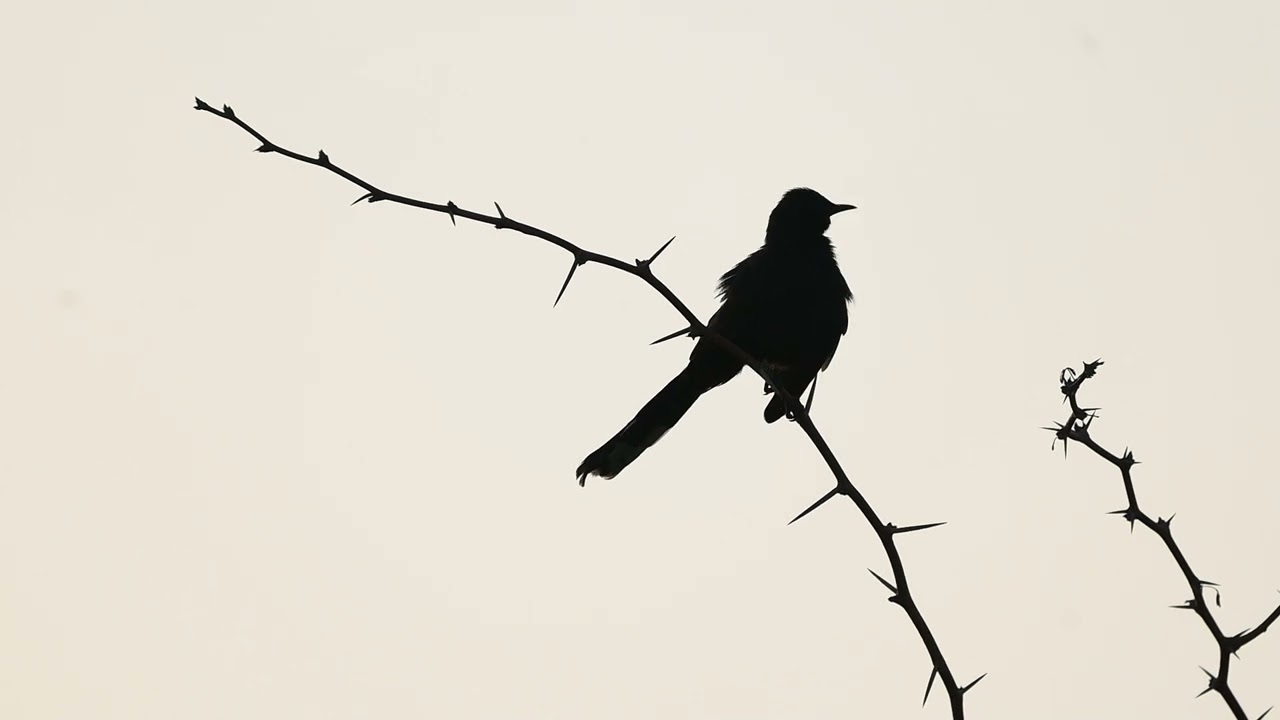 Black scrub robin,  الشولة السوداء تغني