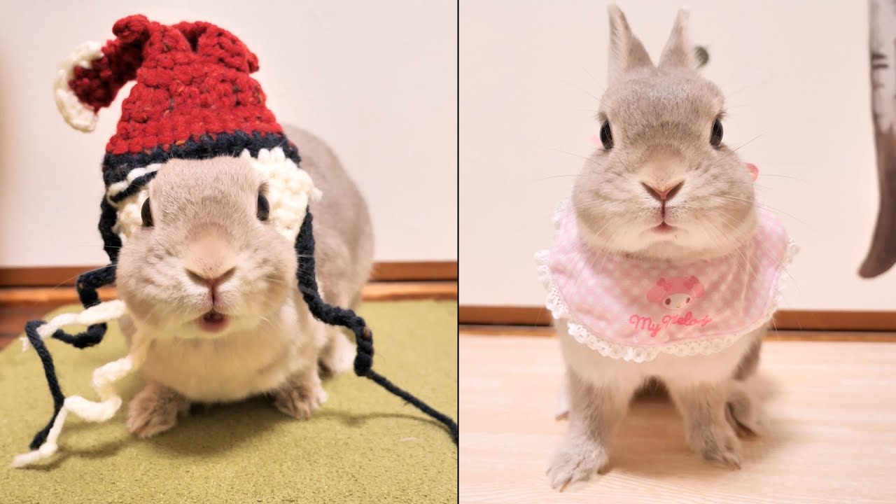 視聴者さんからの贈り物から服飾品が出てくるたびに試着させてみたら、その都度しっかりポージングを決めるうさぎさんがなんかかわいい