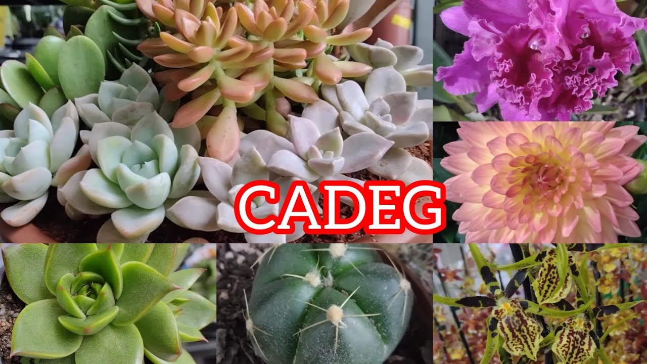 CADEG- DISTRIBUIDOR DE PLANTAS NO RIO!#viral #plantas #viralyoutubevideo#flores#carnaval #viralvideo