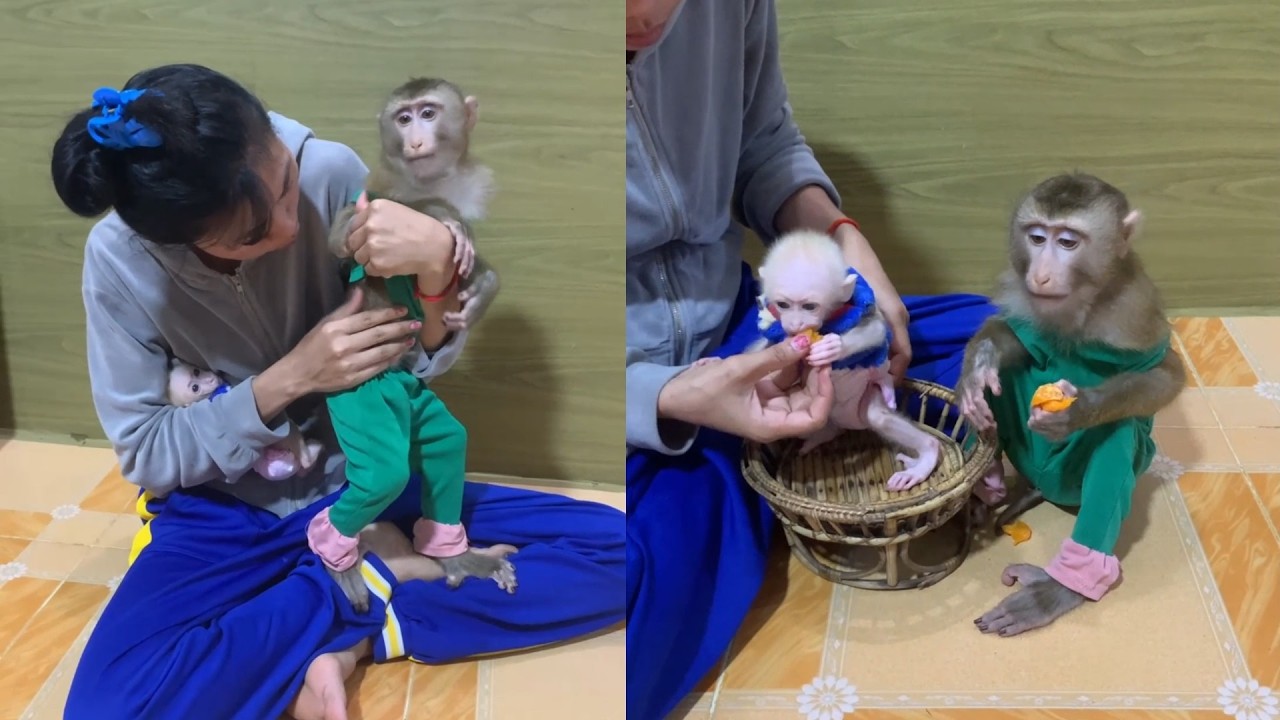 Snack Time! Feeding My Tiny Baby Monkey in a Little Basket 🍊🐒