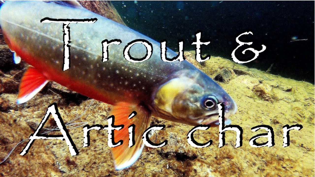 Taimenen ja raudun kalastusta Lapissa [Eng Subs]Trout and Char fishing in Lapland