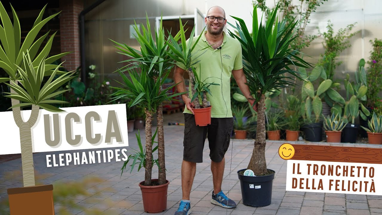 YUCCA: Come si Coltiva la Yucca Elephantipes, il Tronchetto della Felicità 🤩 in 2 Minuti 🕰