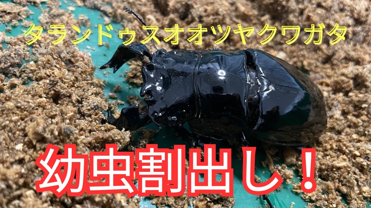なんとか産んでくれた！タランドゥスオオツヤクワガタ！