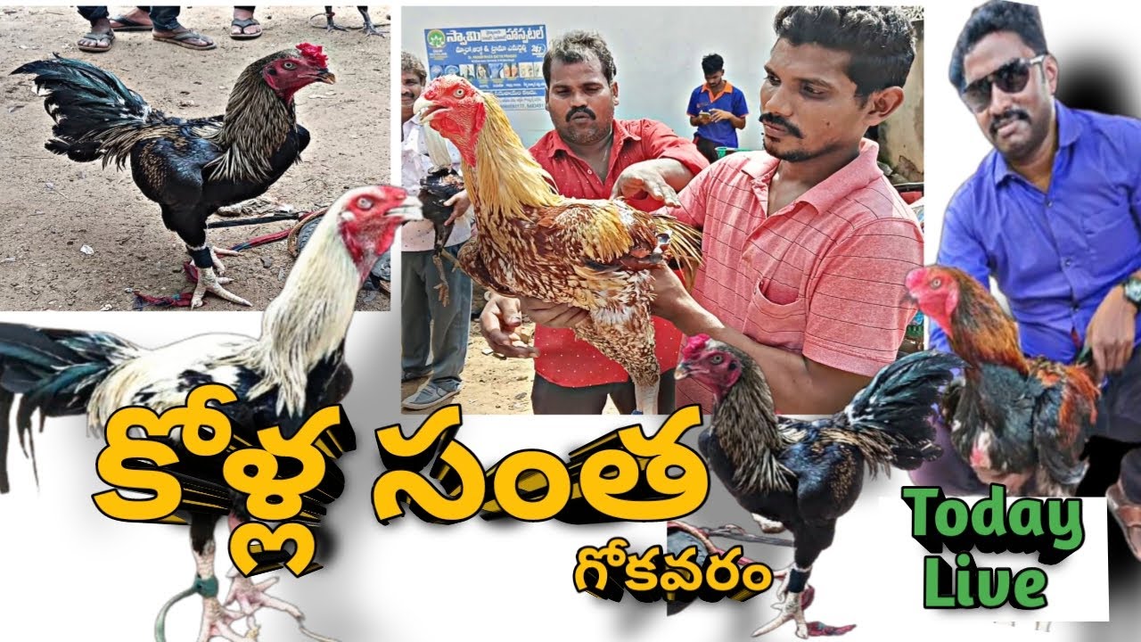 గోకవరం సంత నాటు కోళ్ళు & పుంజుల పేర్లు వాటి ధరలు | 29/09/2025 |Country Chicken & Chicks Rates #today