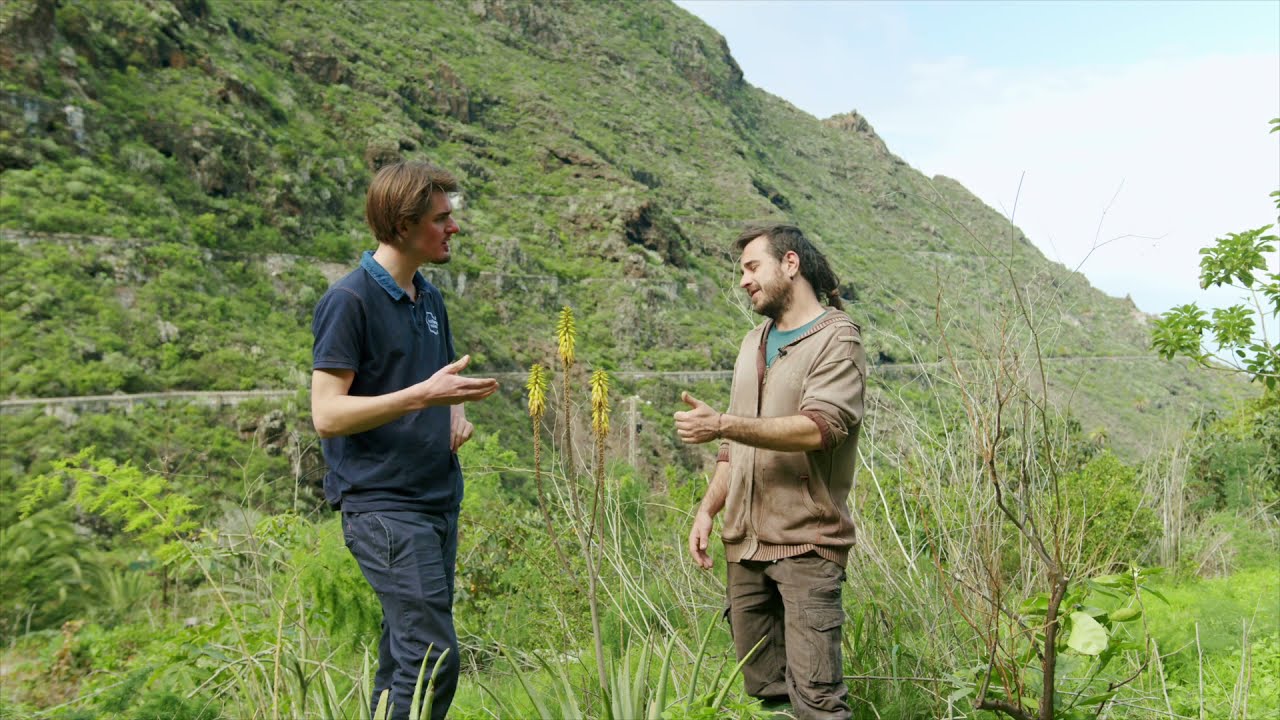 The magic Aloë Vera - Tenerife Permaculture Food Forest - Episode 8