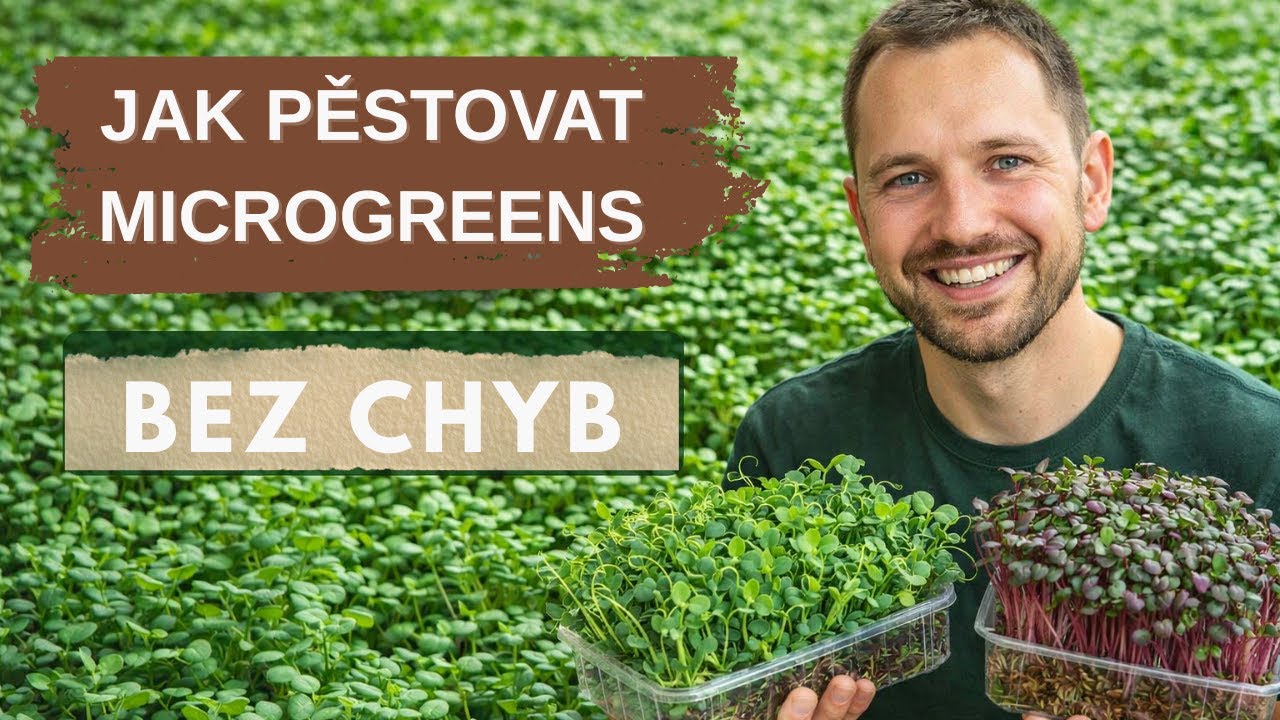 Jak pěstovat microgreens doma 🌱 Začněte bez chyb (jednoduše a levně)