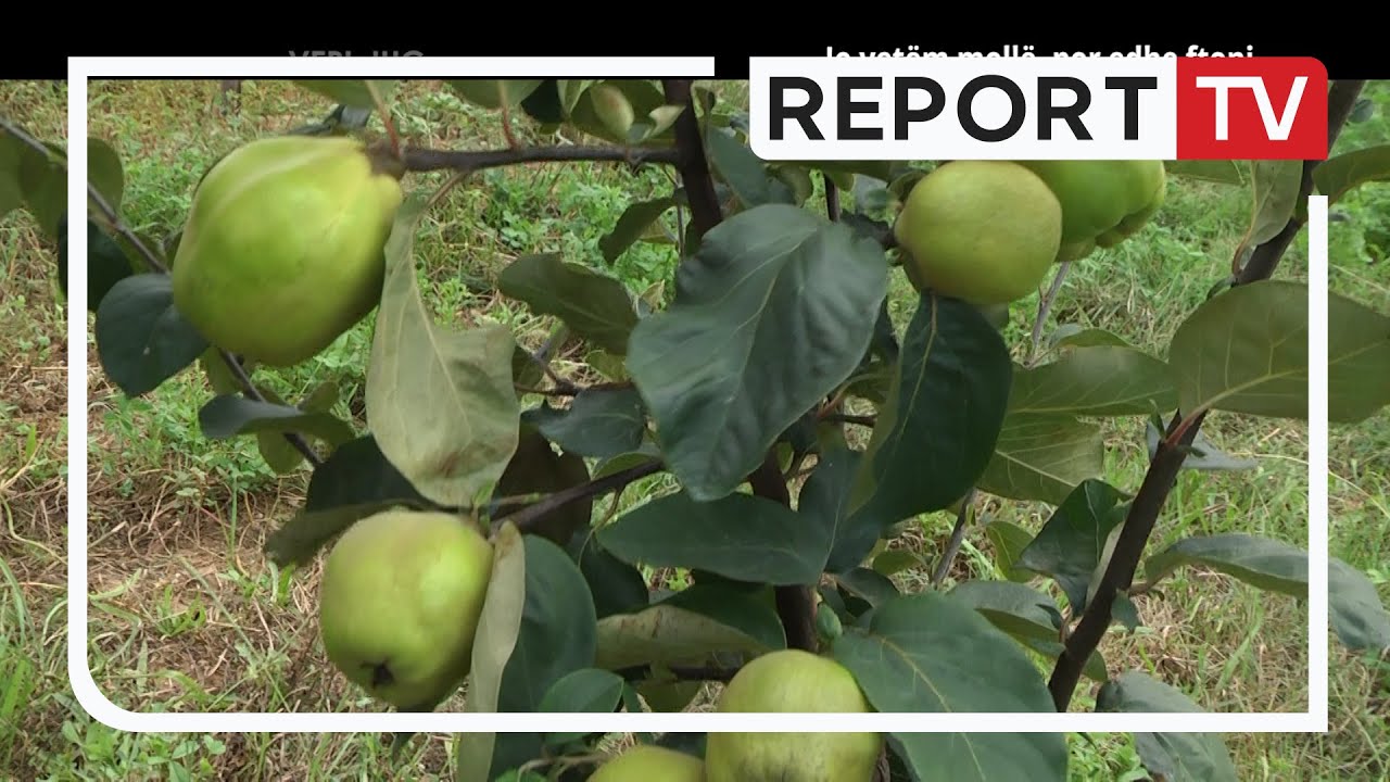 Report TV / Veri-Jug- Jo vetëm mollë, por edhe ftonj
