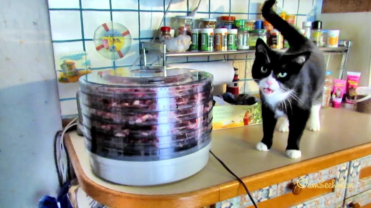 Katze Leckerli Cat Treats Dörrautomat Dörrfleisch AntiAllergic Barf Chicken