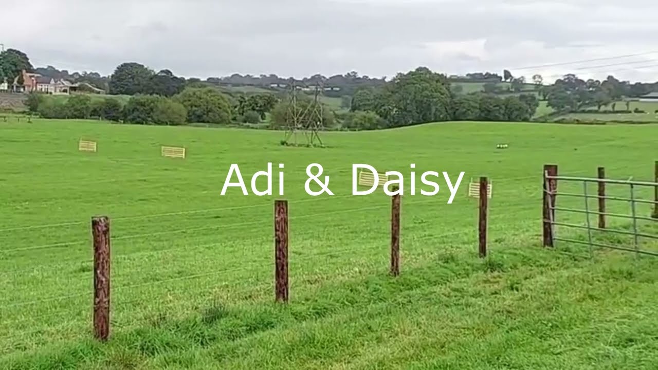 אליפות העולם לכלבי רעייה 23 קטעים נבחרים