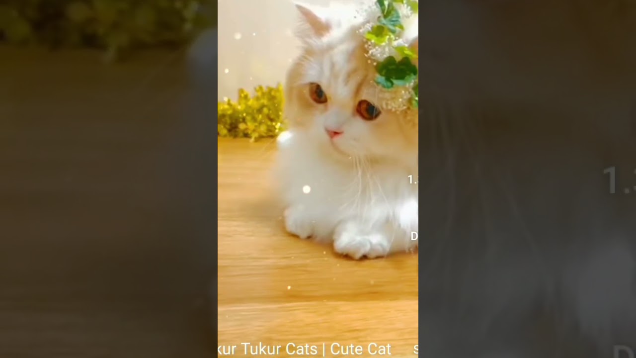 cat's funny dance 