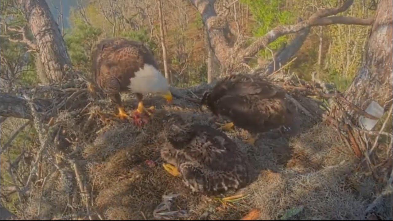 Mom brings breakfast and feeds both babies | Kisatchie National Forest E-3 | Mar 12, 26