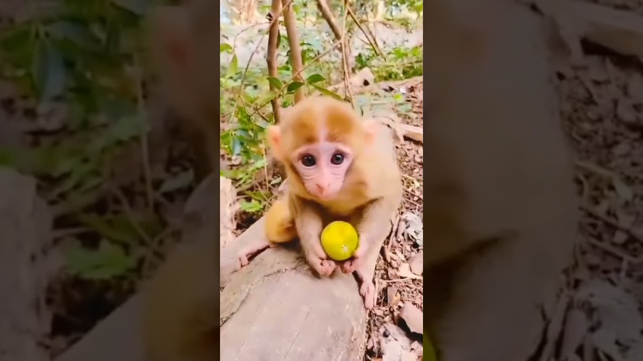 monkey WhatsApp status