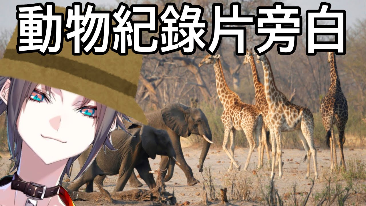 【Mysta Rias中字】野生動物紀錄片旁白【彩虹社EN】