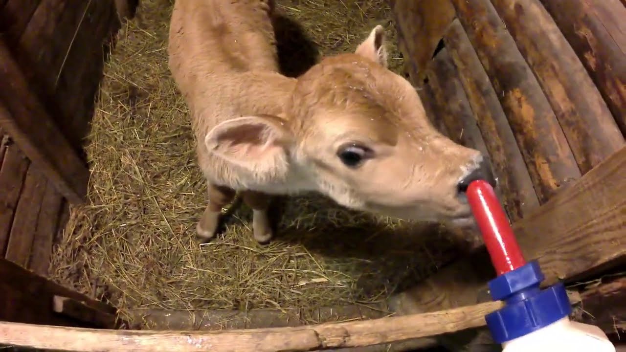 Встречаю Новый год в сарае. Лучший новогодний подарок!🐄