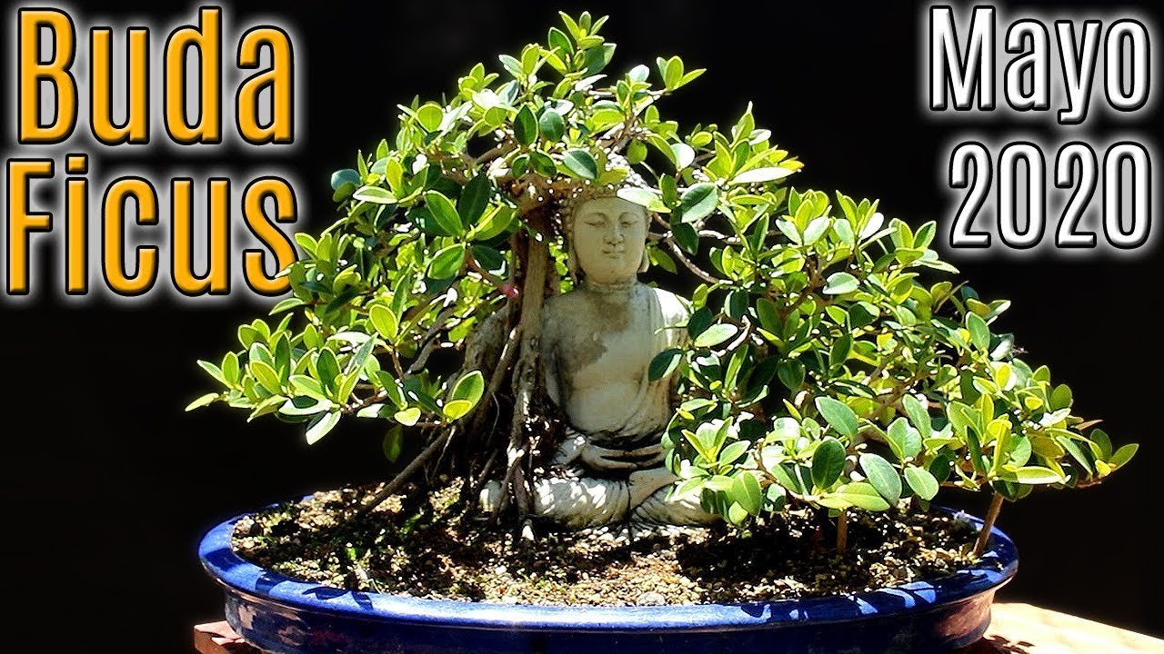 Ficus en buda - actualización mayo 2020