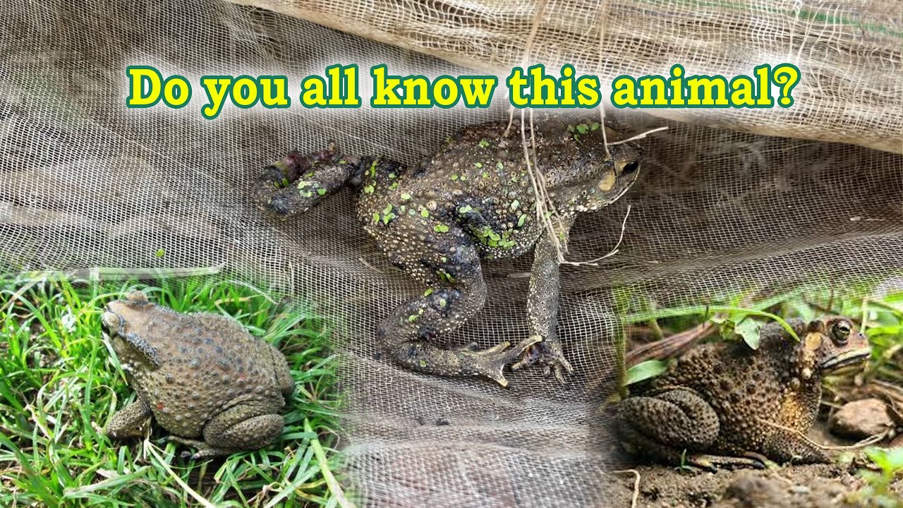 Look! Do you know this rare animal?