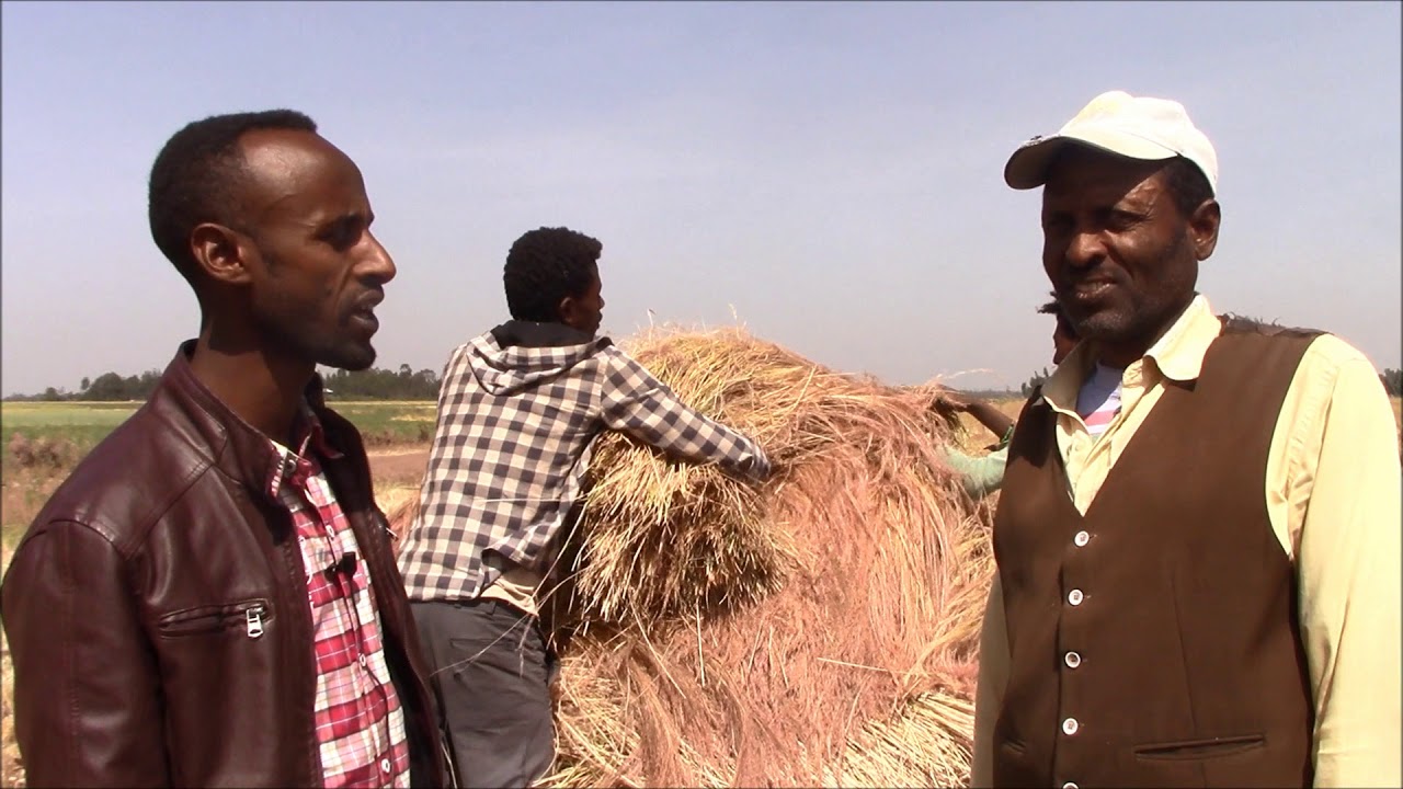 Teff Harvesting