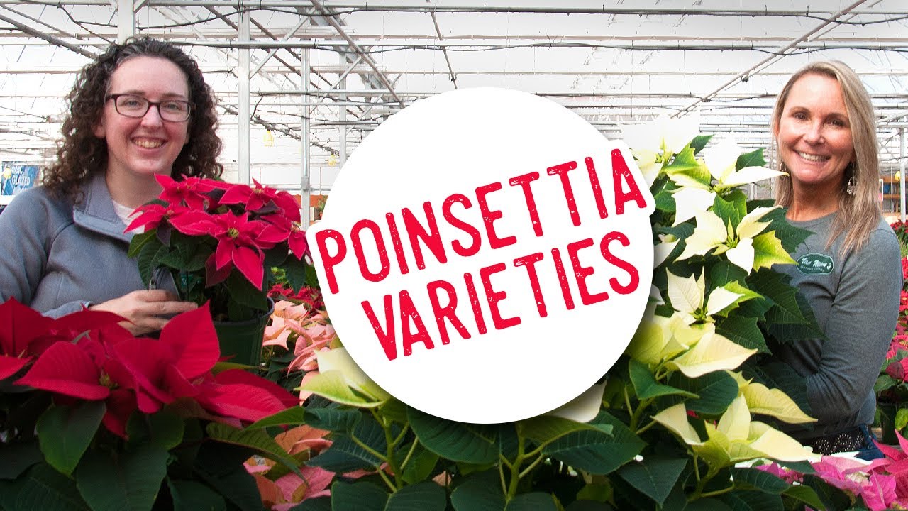 Beautiful Poinsettia Varieties