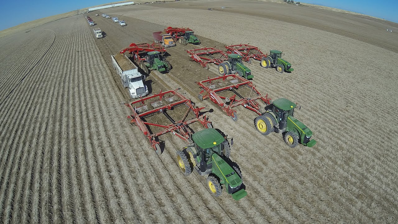 Массовый сбор картофеля в 16 рядов с John Deere и Spudnik