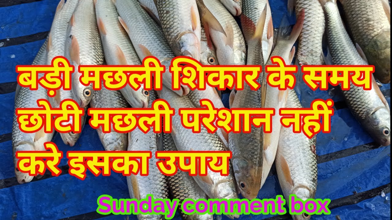 बड़ी मछली शिकार के समय छोटी मछली परेशान नहीं करे इसका उपाय || Sunday comment box || Sundar bihar