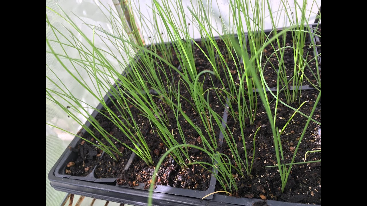 How to start Chinese Chives seeds