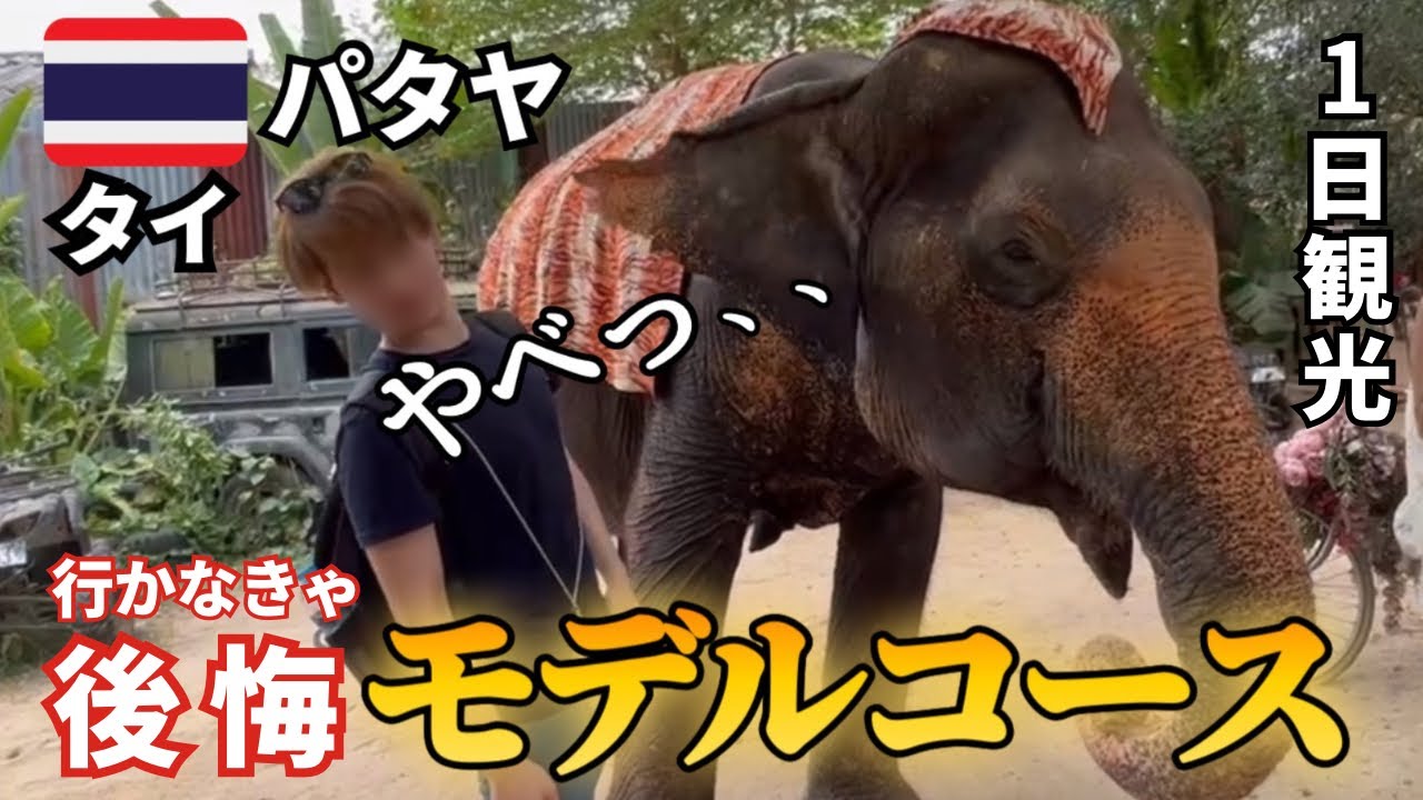 【海外初心者必見】子連れでも遊び尽くせ！パタヤ観光完全ガイド|タイといえばトラと触れ合い、ゾウに乗る