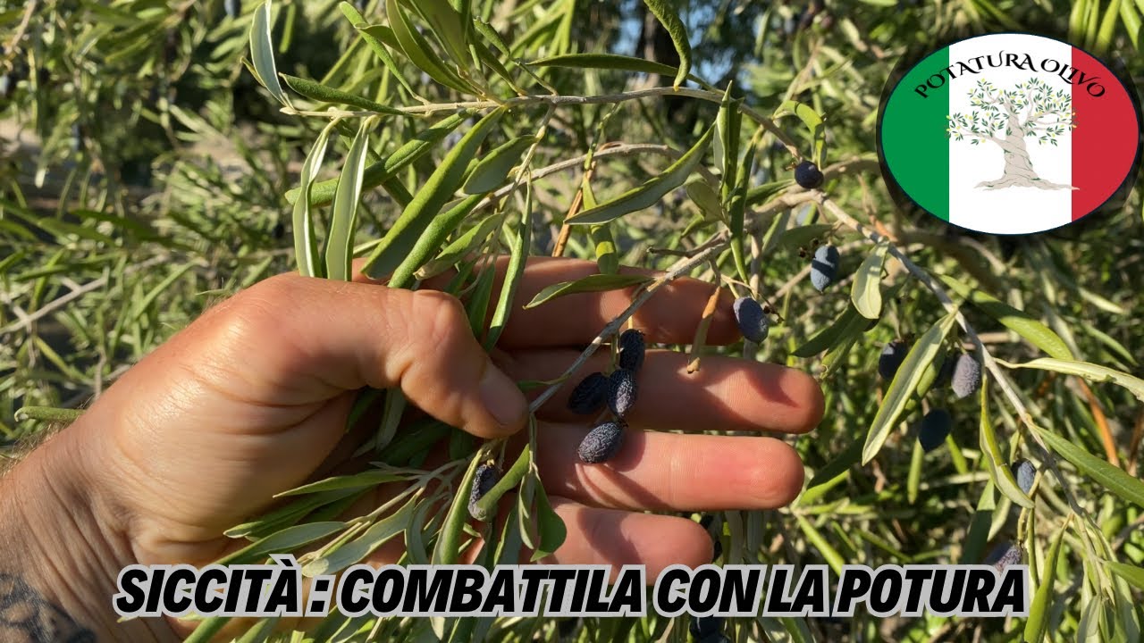 Come adeguare gli olivi allo stress idrico con la potatura