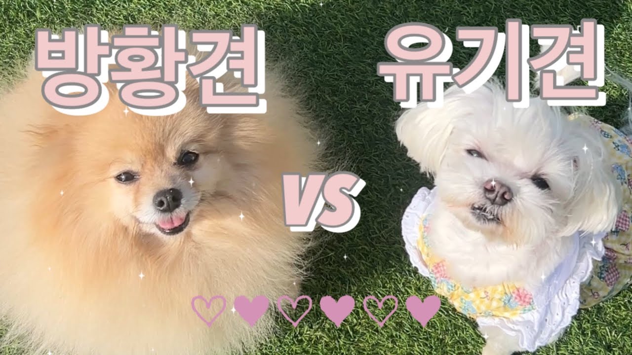 유기견,방황견이었다가 나에게로 온 과정 🐶 | 아츄를 만나고 나에게 일어난 변화들 🍊
