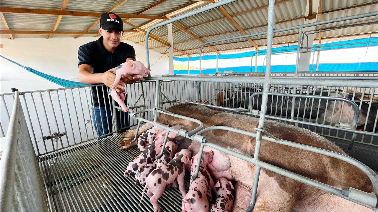 Nascimento de 12 Leitões Perfeitos na Granja Sítio Novo Lar 🐖✨