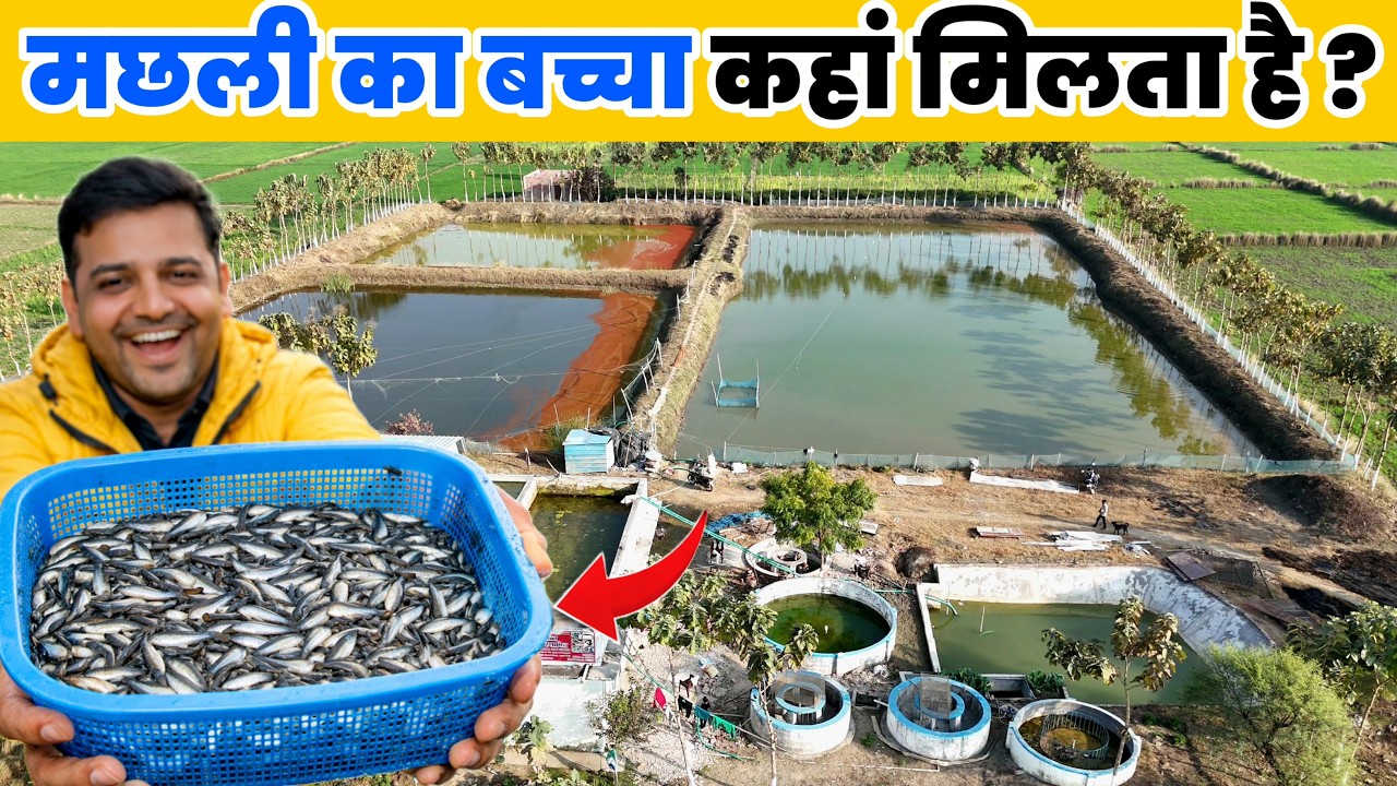 पंगेशियस, GI रोहू/कतला, सभी IMC और Catfish | मछली के बच्चे कैसे तैयार होता है