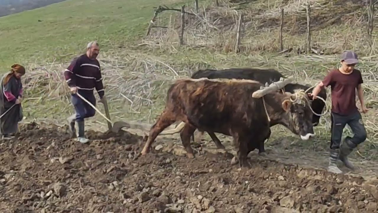 Пахота огорода сохой на быках. Хивский район с. Арчуг!