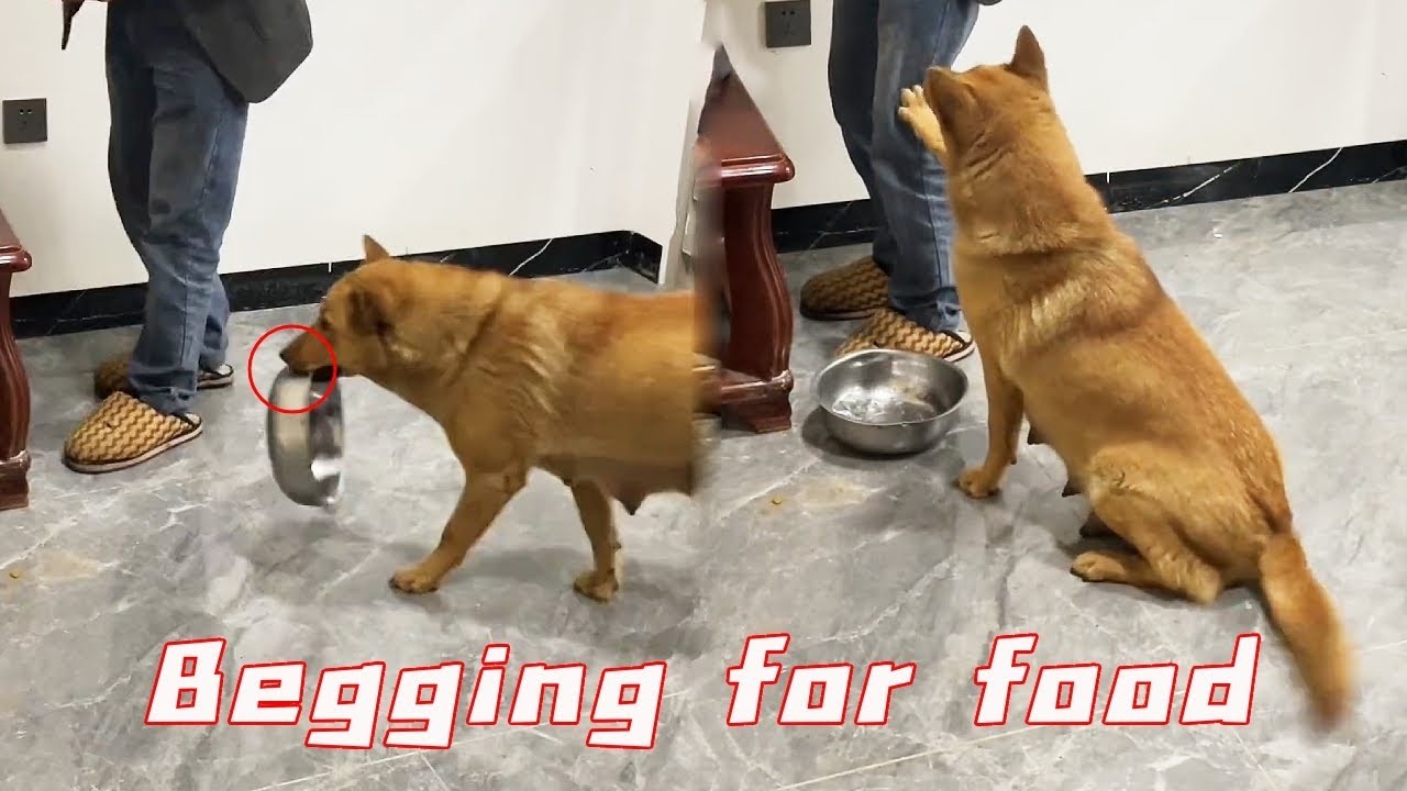 Dahuang's set of movements to ask for food is too familiar!