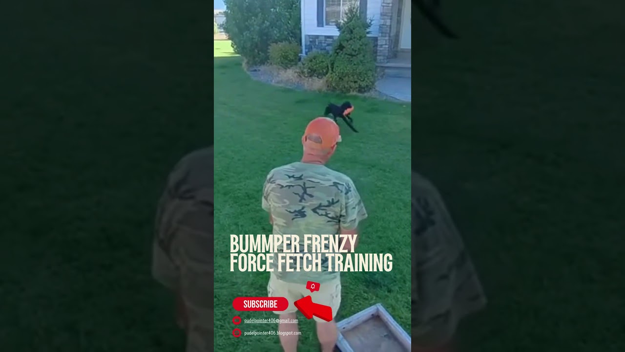 🔥 “Smoke”Rollin Ridgeview Coal’s: Awesome Bumper Forced Fetch Training! 🐾💨 