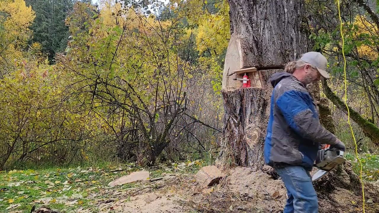 Cutting hazard cottonwood #3