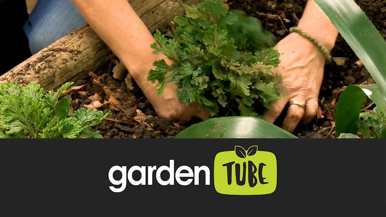 How To Plant In A Dry Shade Garden