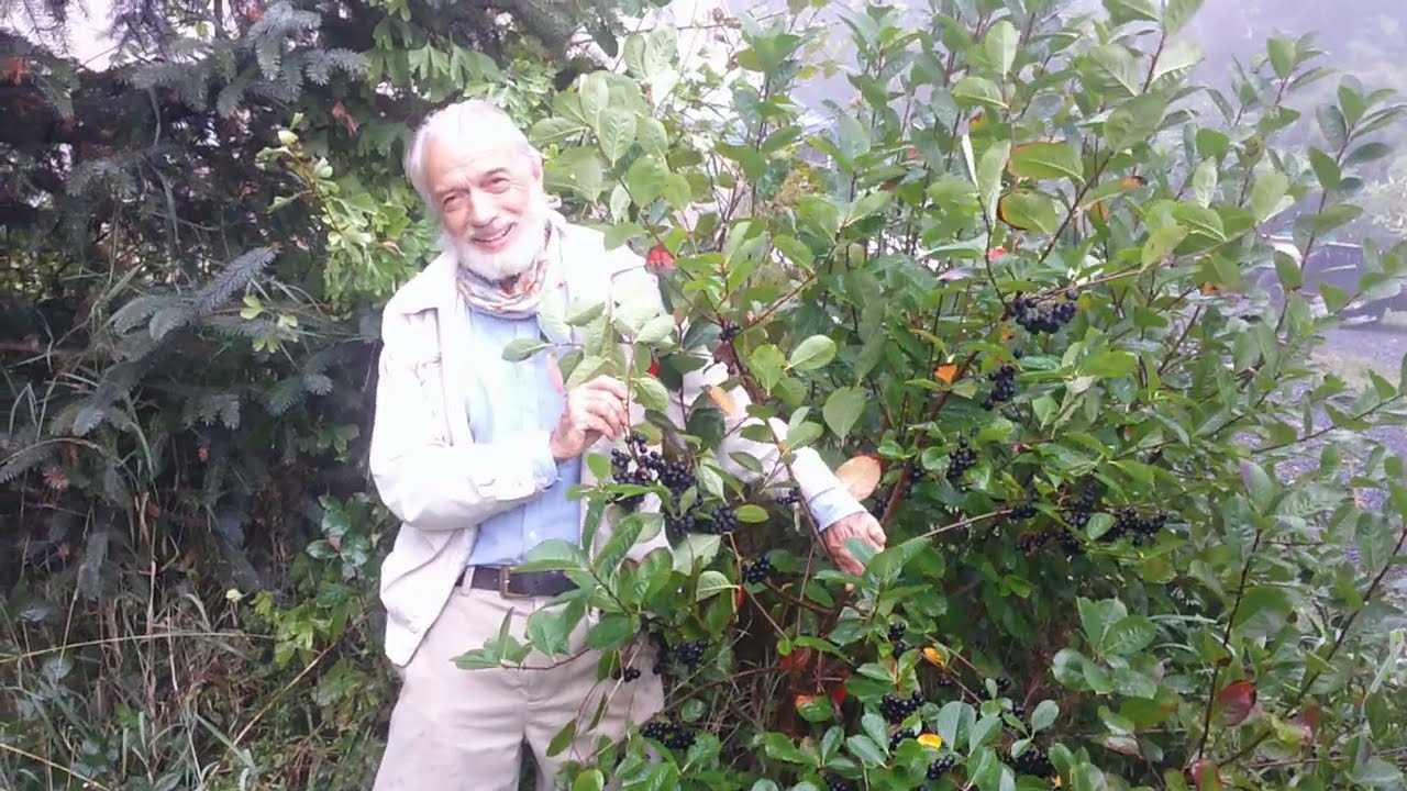 Get to Know Aronia - An Easy to Grow Superfood!