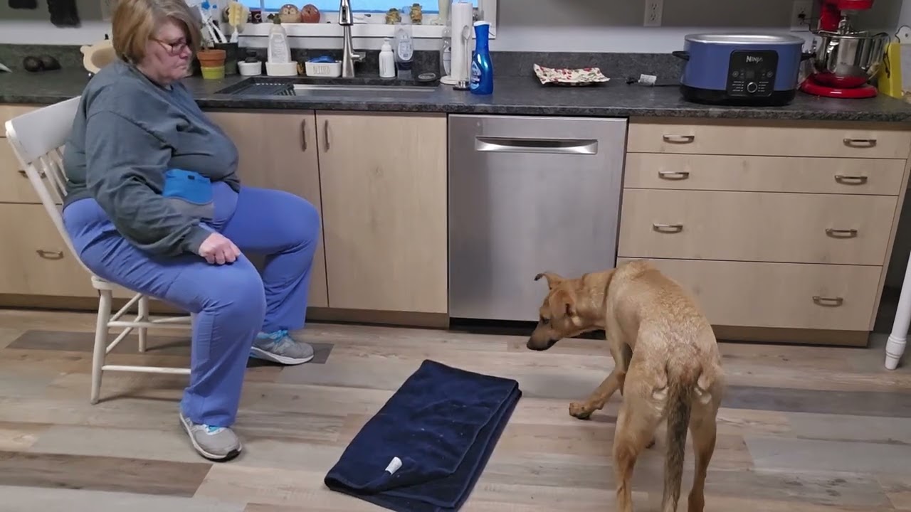 20.2 Train a new dog video 2