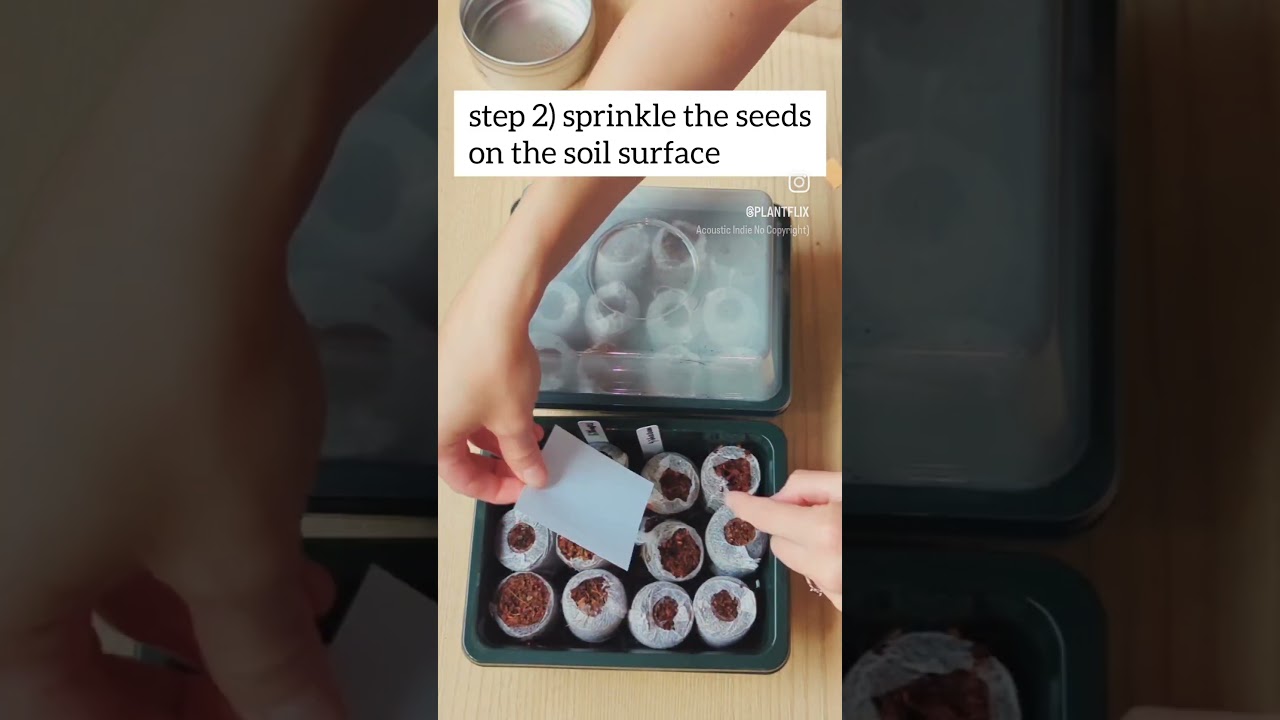 How to Grow Gibbaeum Succulents from Seed 💚 