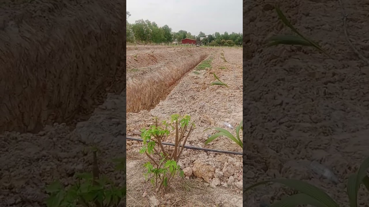 # my feel update in my Village make the farmer first #America