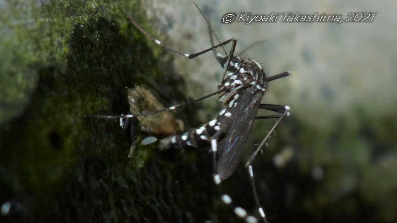 ヒトスジシマカの産卵