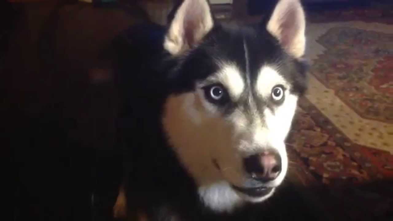 Хаски разговаривает / Husky Flesh says 